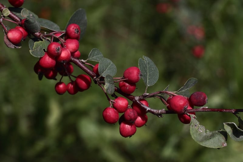 Unique Embellishments